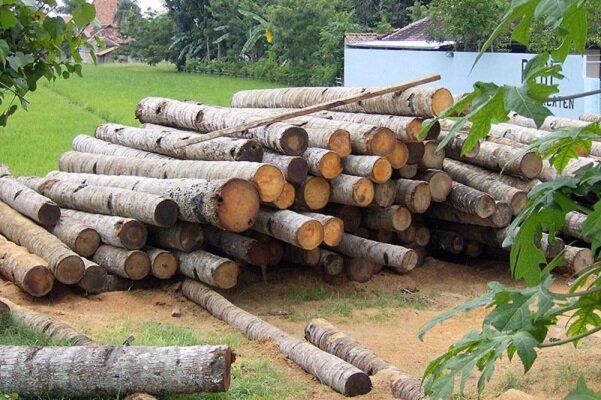 سالیانه ۵۰۰ میلیون دلار چوب و فرآورده های چوبی وارد كشور می شود